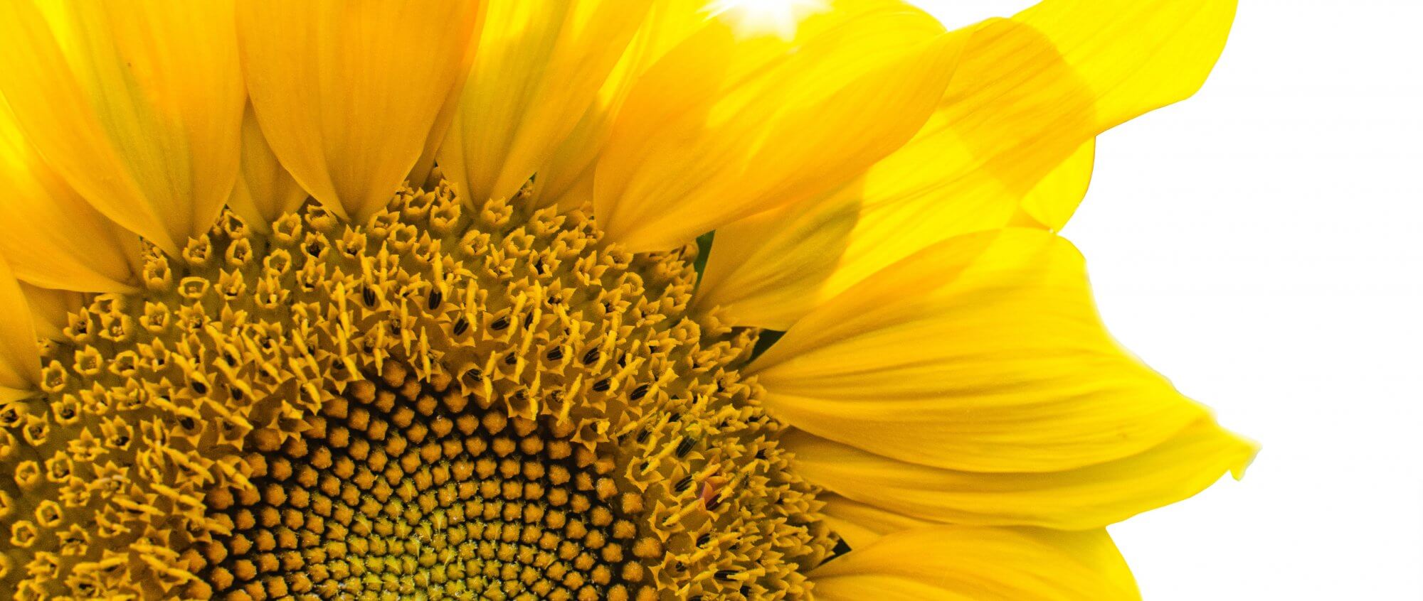 Photo by Lukas from Pexels