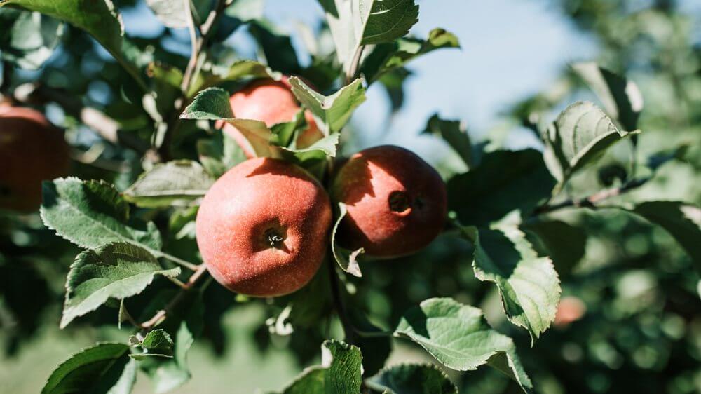 Photo by Mac Mullins from Pexels