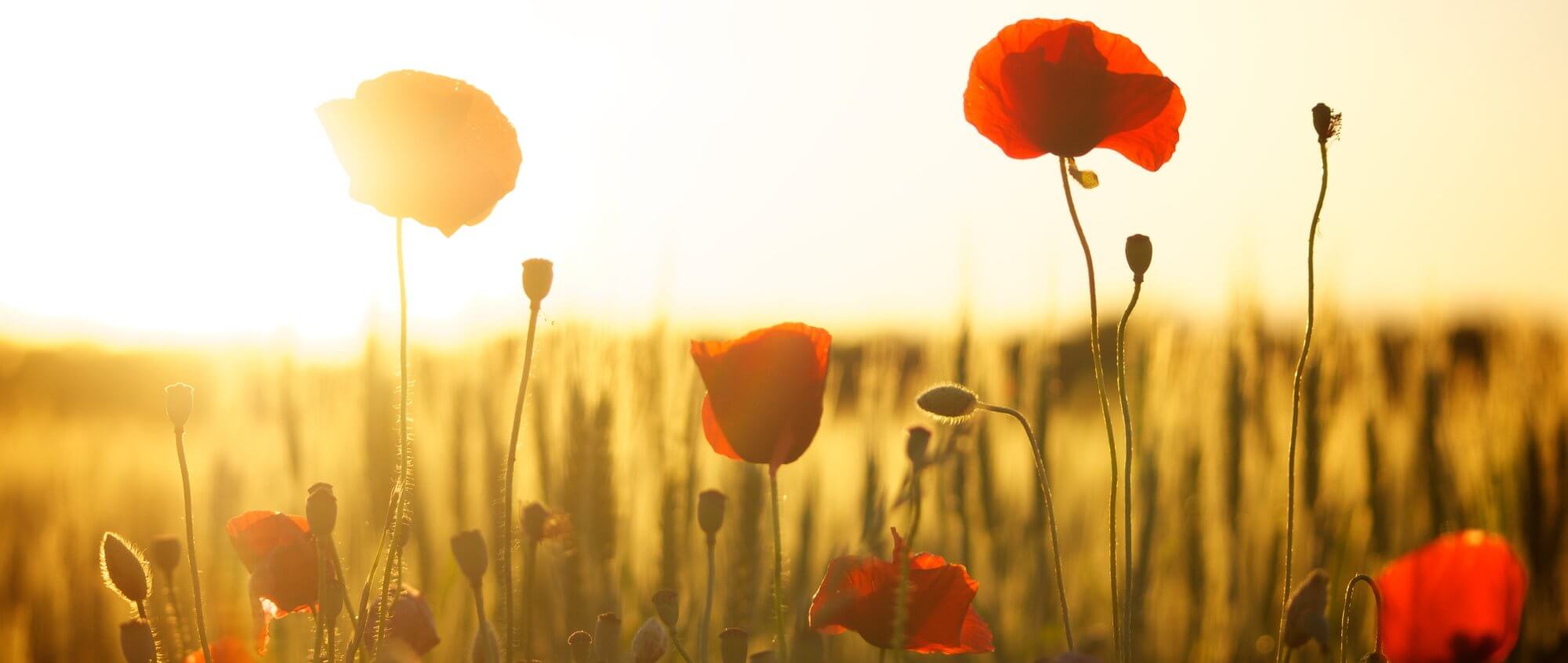 Poppies