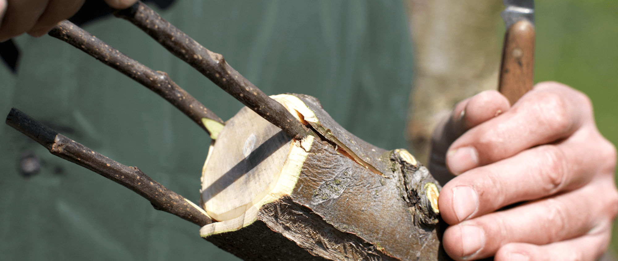 Fruit Tree Grafting Ordsall Hall