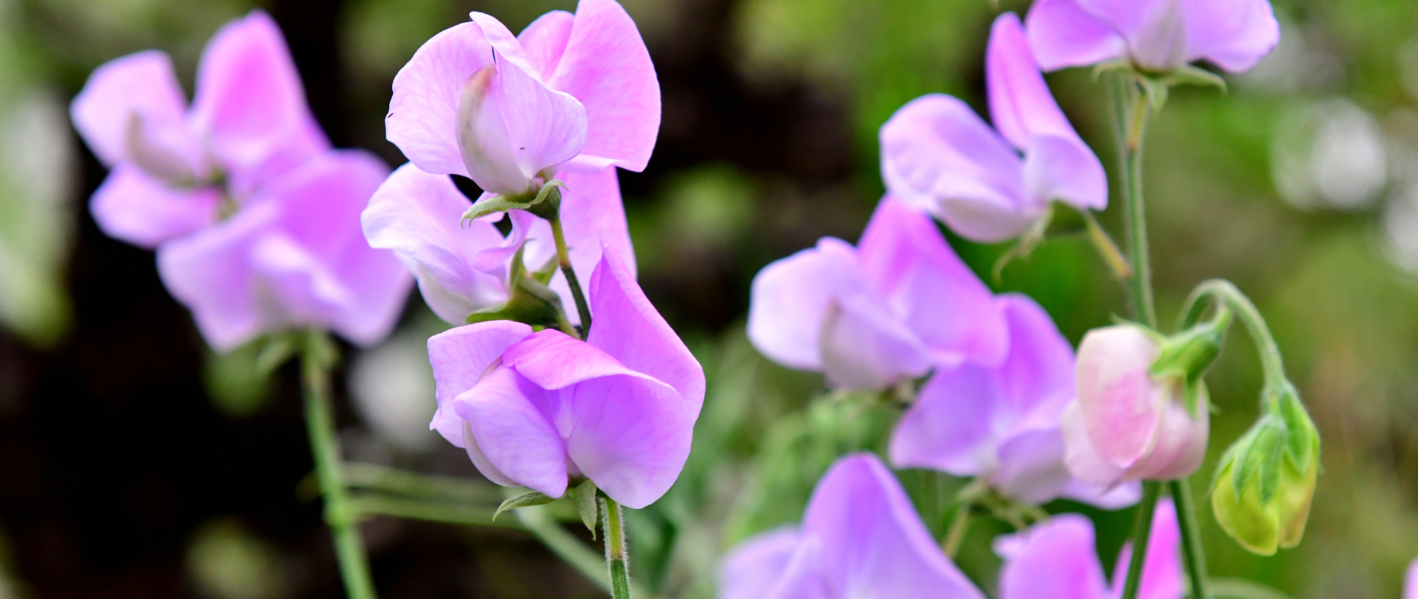 Sweet Pea blooms