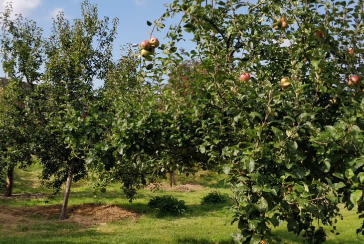 Fruit tree in the Ordsall Hall gardens