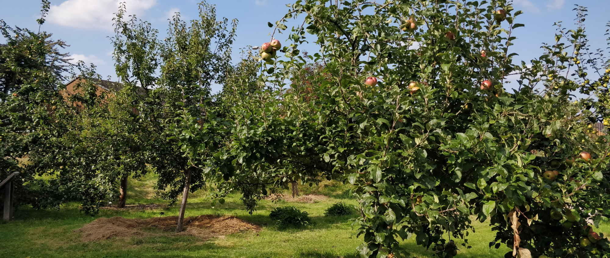 Fruit tree in the Ordsall Hall gardens