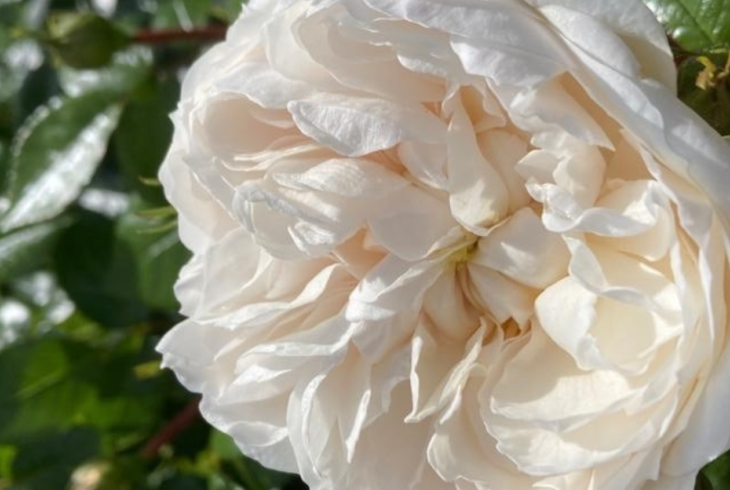 White flower on leaves