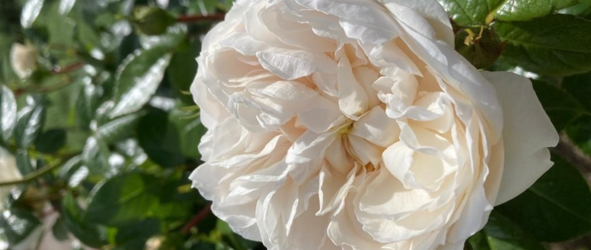 White flower on leaves