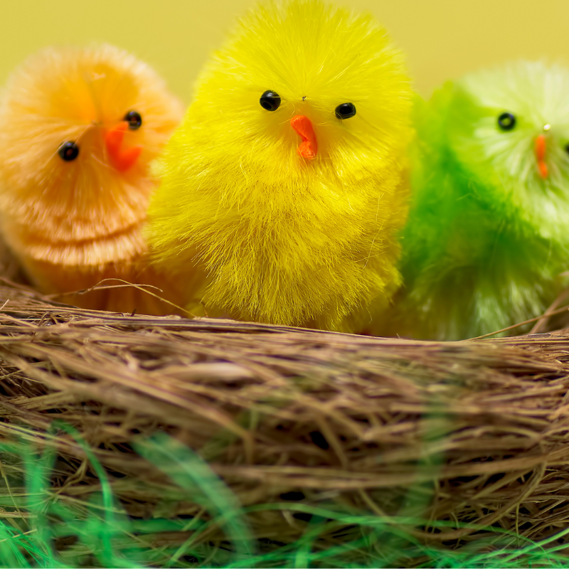 Easter chicks