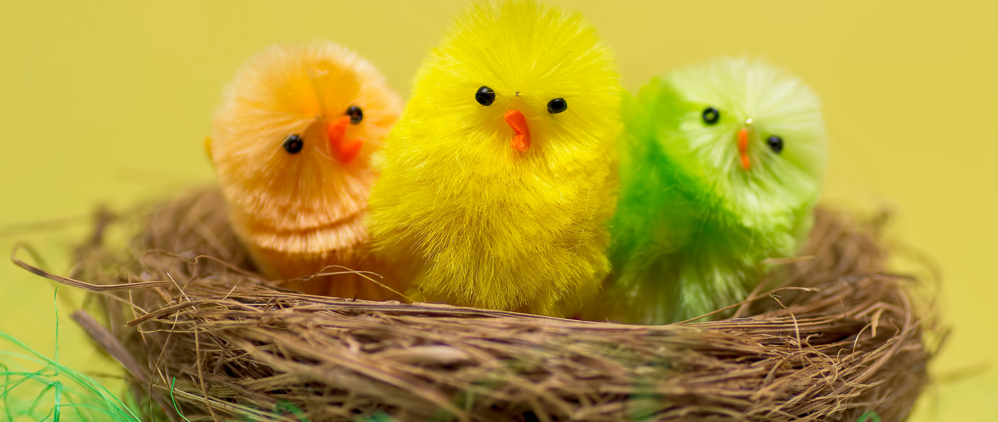 Easter chicks