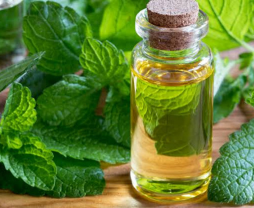 Lemon Balm Cordial
