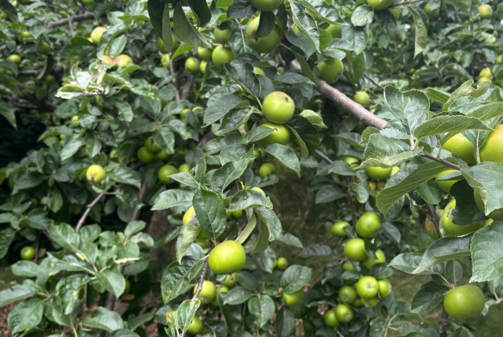 Orchard