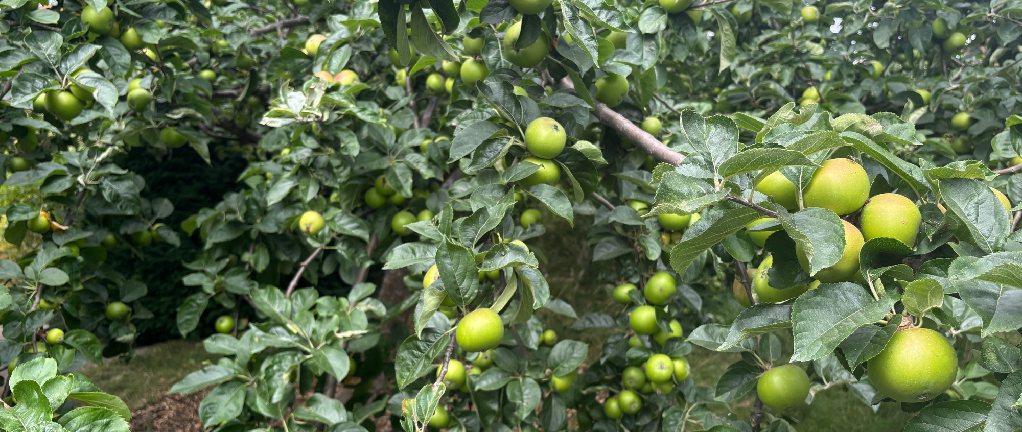 Orchard