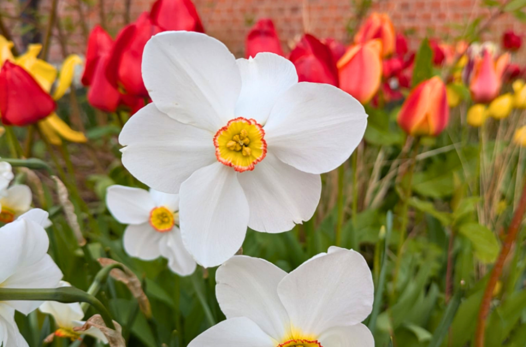 Flowers