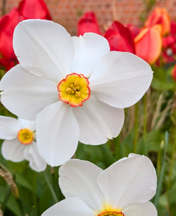 Flowers