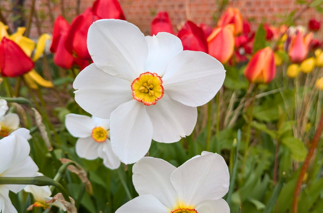 Flowers