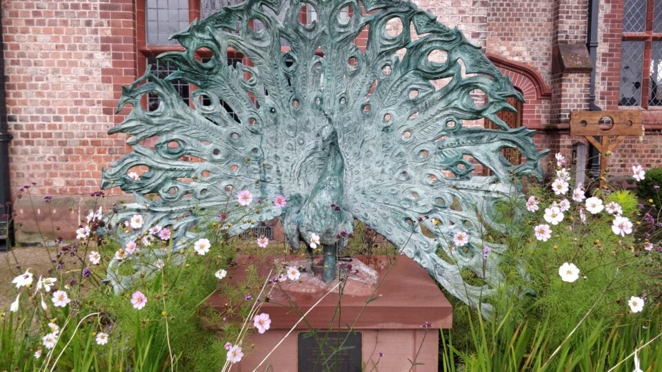Peacock